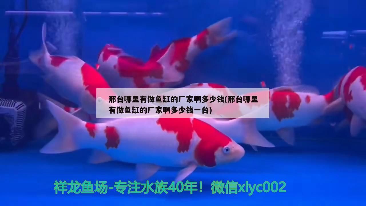 邢臺哪里有做魚缸的廠家啊多少錢(邢臺哪里有做魚缸的廠家啊多少錢一臺) 邢臺哪里有做魚缸的廠家啊多少錢(邢臺哪里有做魚缸的廠家啊多少錢一臺) 龍魚百科