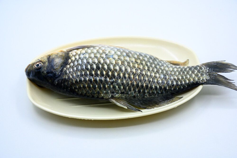 龍魚的做法大全：幾種常見的龍魚烹飪方法