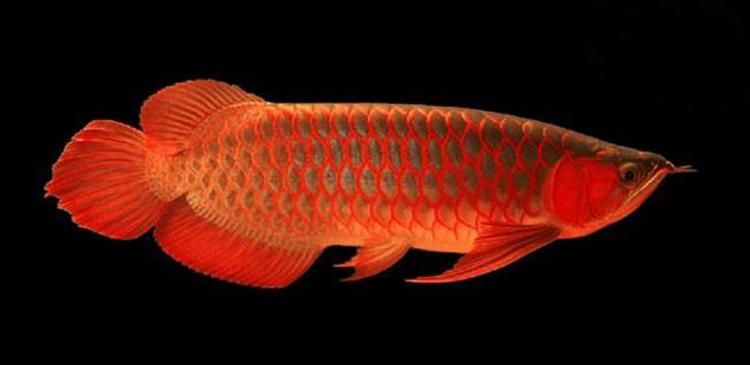 紅龍魚吃什么發色最好:辣椒紅龍好還是血紅龍好