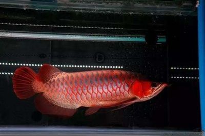 龍魚挪缸后拒食了：龍魚挪缸后拒食可能是由于以下幾個原因針對上述原因