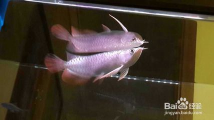 龍魚怎么快養活，如何快速養活龍魚
