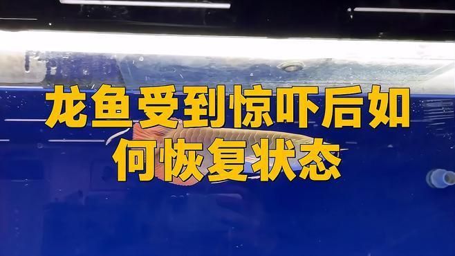 龍魚受傷皮掉了多久可以好 龍魚受傷皮掉了多久可以好 龍魚百科 第1張