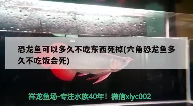 恐龍魚不進食會死嗎（關于恐龍魚不進食是否會導致死亡，恐龍魚多久喂食一次合適）