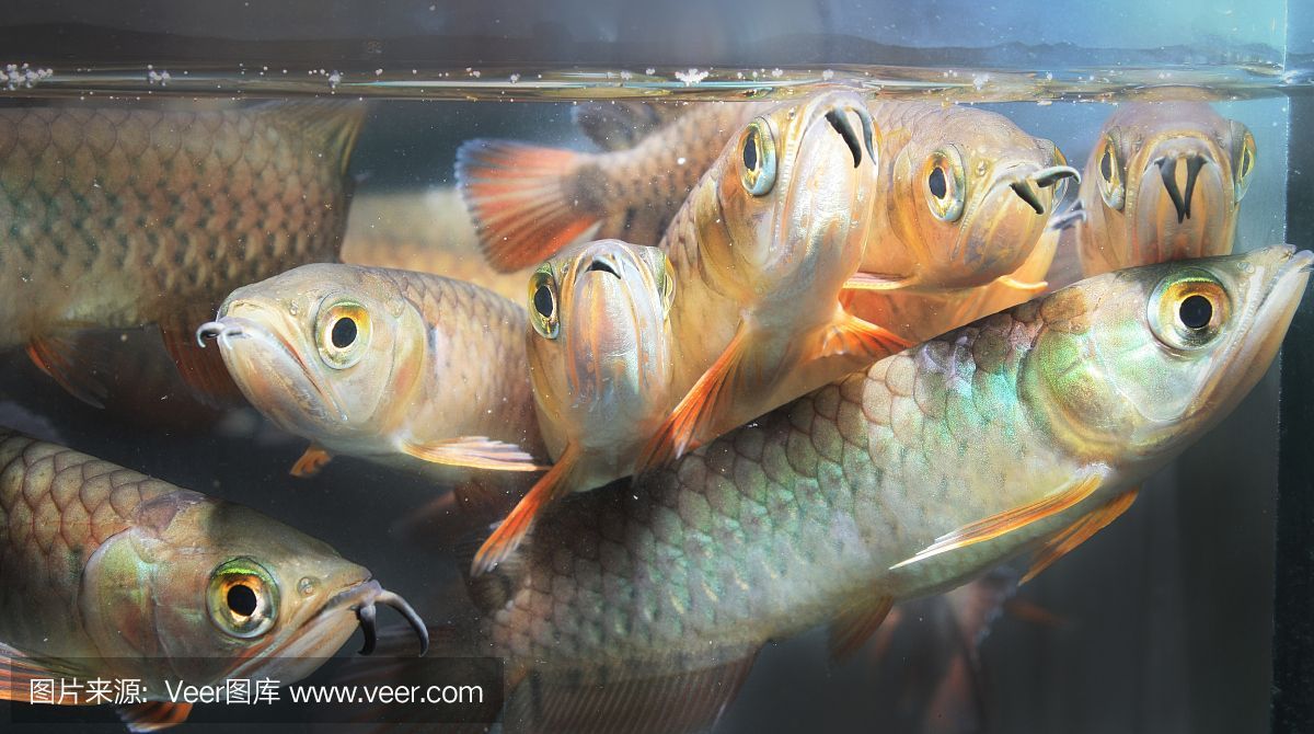 龍魚配魚群游（群游魚與龍魚一起養的配魚應該是適合與龍魚一起養的）