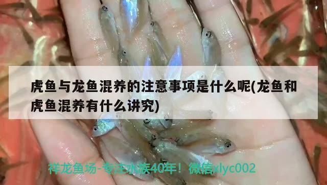 龍魚虎魚混養魚推薦哪種：龍魚和虎魚混養時，適合與龍魚混養的魚類，