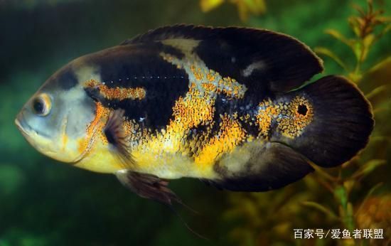 龍魚虎魚混養魚推薦哪種：龍魚和虎魚混養時，適合與龍魚混養的魚類，