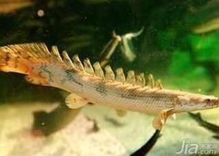 六角恐龍魚頭上的角須須沒了怎么回事（六角恐龍魚頭上的角須為什么會消失）