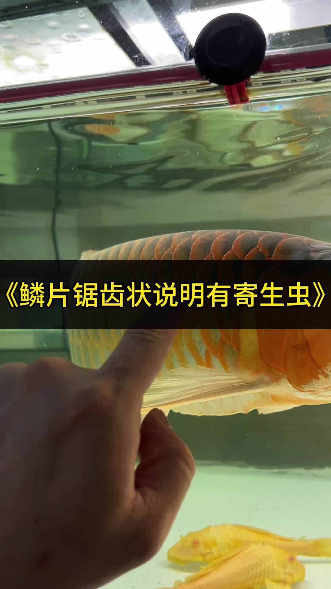 龍魚有寄生蟲的表現