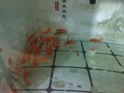 龍鳳鯉魚日常養護要點：龍鳳鯉的日常養護要點