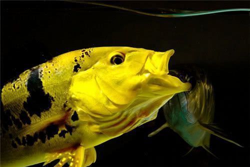 龍魚和巴西亞打仗：龍魚和巴西亞可以混養