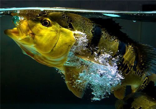 龍魚和巴西亞打仗：龍魚和巴西亞可以混養
