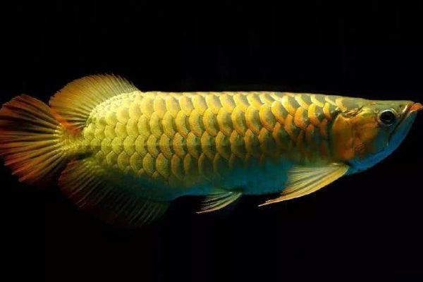 龍魚能吃不：飼養龍魚的注意事項