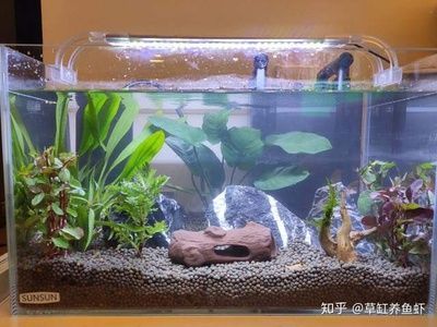 水缸改造魚缸過濾的方法（水缸改造魚缸過濾怎么弄） 水缸改造魚缸過濾的方法（水缸改造魚缸過濾怎么弄） 龍魚百科 第1張