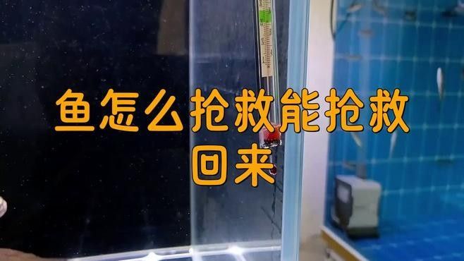 龍魚缺氧時如何急救？