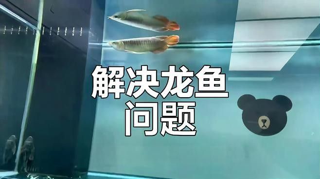 龍魚缺氧時如何急救？