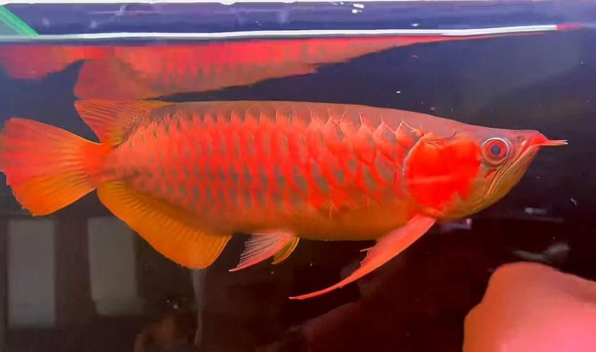 大湖紅龍魚特點介紹圖片