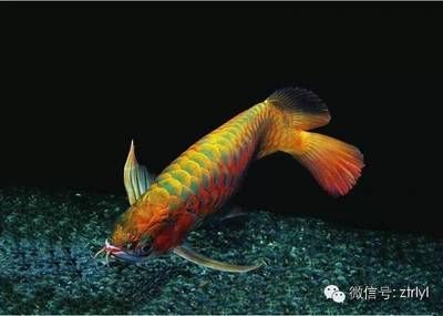 為什么喜歡龍魚(yú)呢：為什么人們喜歡養(yǎng)龍魚(yú)？