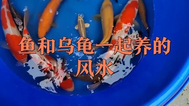 魚缸和龍龜可以一起擺放嗎？
