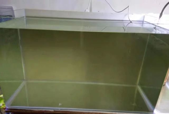 龍魚多少天換一次水比較好養：龍魚多少天換一次水比較好