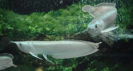 養龍魚的成本是多少：養龍魚的成本
