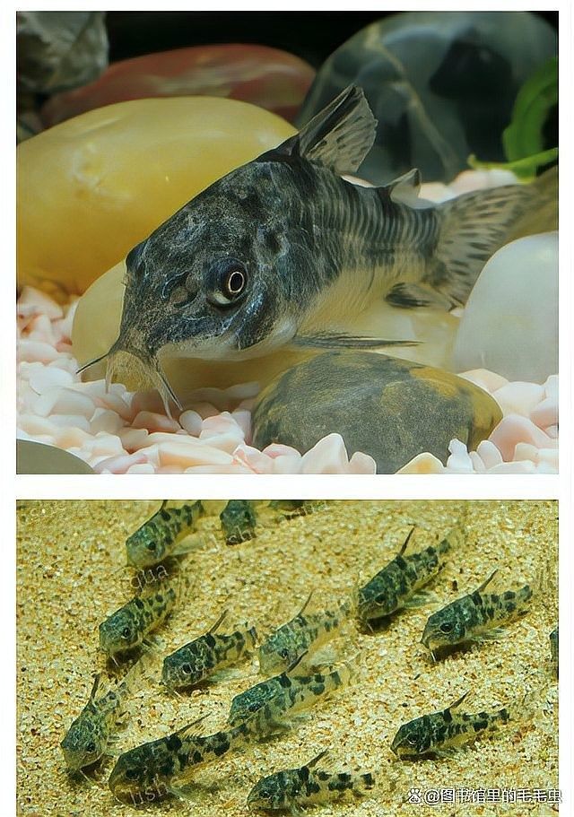 龍魚缸什么魚清潔最好養