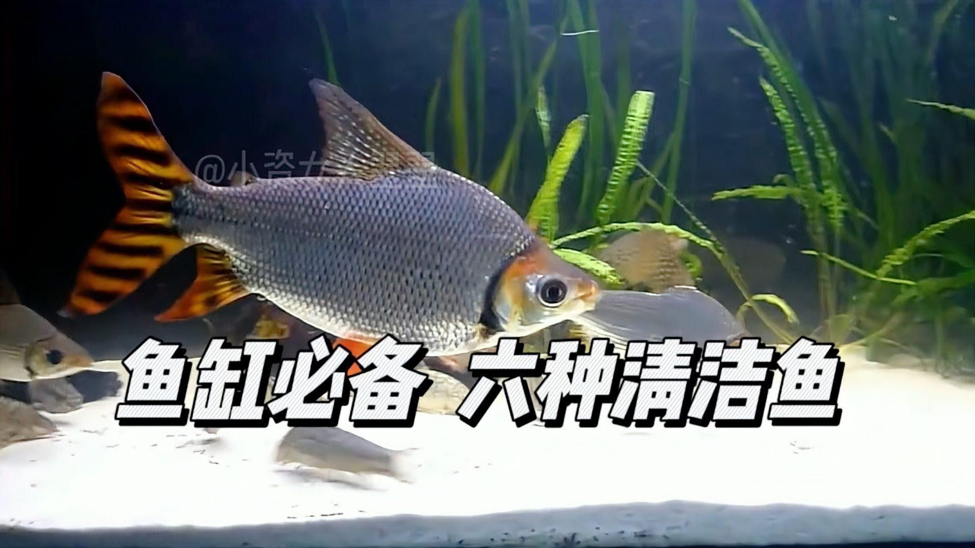 龍魚缸什么魚清潔最好養