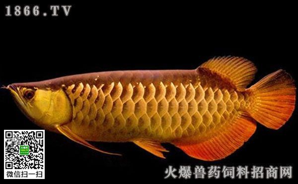 高陽世家龍魚價格多少一條：關于高陽世家龍魚的價格信息高陽世家龍魚價格信息