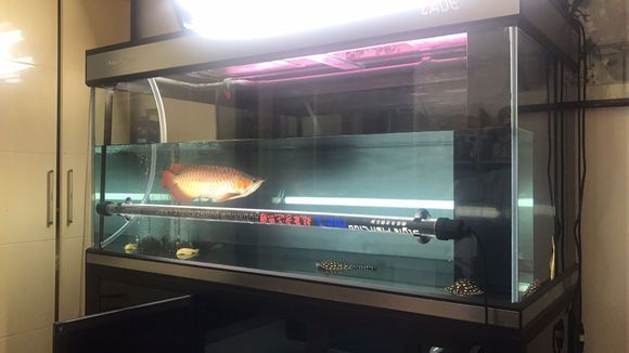 高陽世家龍魚價格多少一條：關于高陽世家龍魚的價格信息高陽世家龍魚價格信息