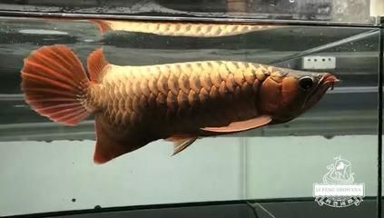 龍魚紅到一定程度不紅了（如果您的龍魚紅到一定程度后不再變紅）