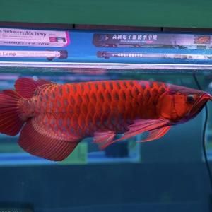 和興龍魚總店 和興龍魚總店 龍魚百科 第1張