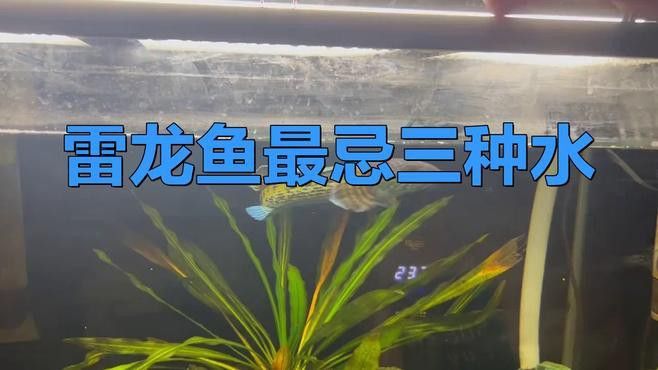 雷龍魚多久換一次水？