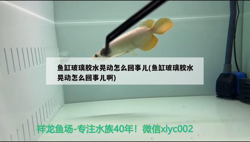 魚缸玻璃膠水晃動怎么回事兒(魚缸玻璃膠水晃動怎么回事兒啊) 魚缸玻璃膠水晃動怎么回事兒(魚缸玻璃膠水晃動怎么回事兒啊) 龍魚百科