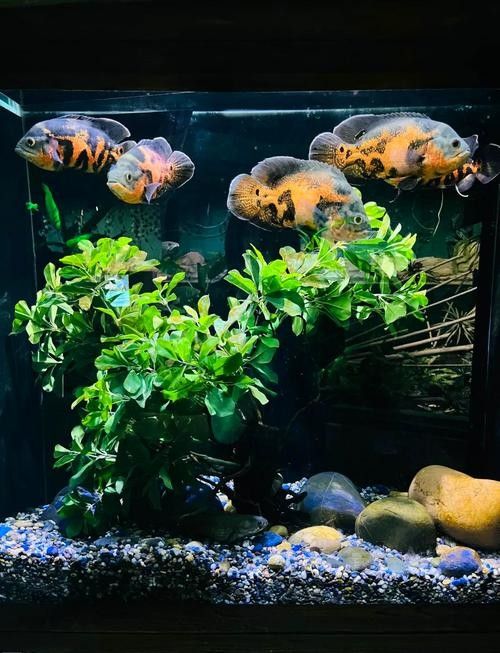 七彩銀龍魚怎么樣