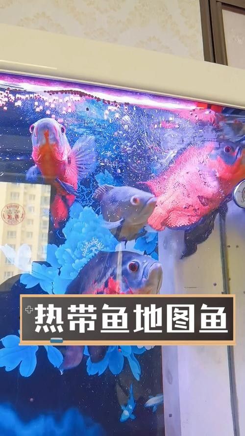 七彩銀龍魚怎么樣