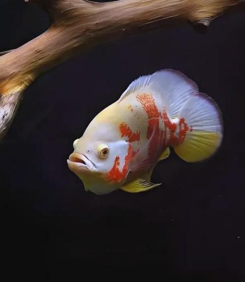 七彩銀龍魚怎么樣
