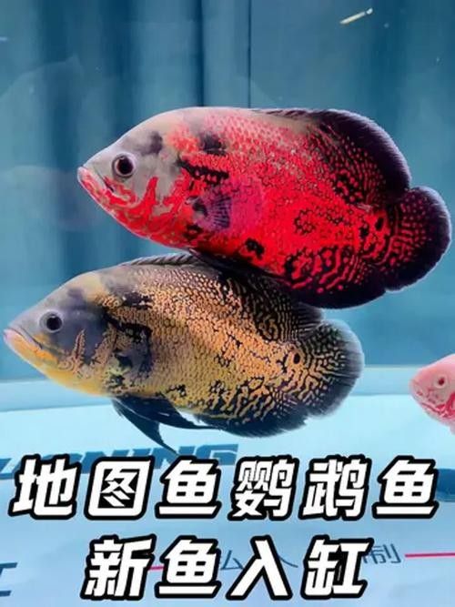 七彩銀龍魚怎么樣