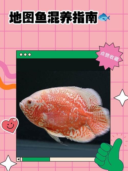 七彩銀龍魚怎么樣
