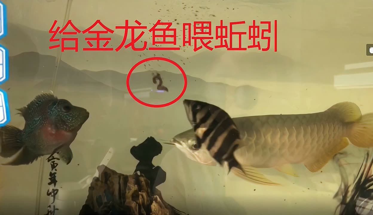 金龍魚吃蚯蚓有什么好處：金龍魚吃蚯蚓可以帶來一些好處
