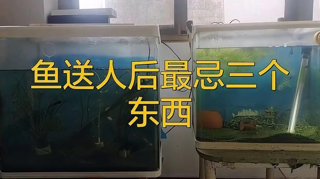 龍魚送人需要避免哪些節日？