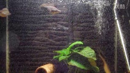 雷龍魚幼魚，雷龍魚幼魚成長環境布置，如何防止雷龍魚自相殘殺？ 雷龍魚幼魚，雷龍魚幼魚成長環境布置，如何防止雷龍魚自相殘殺？ 龍魚百科 第4張