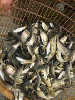 綠皮紅辣椒龍魚怎么做：綠皮紅辣椒龍魚怎么做綠皮紅辣椒龍魚制作方法