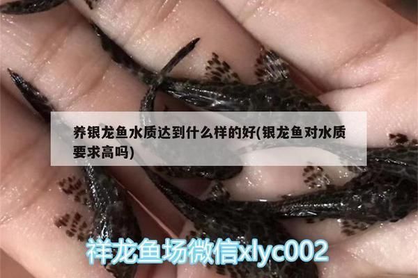 如何判斷水質對銀龍魚的影響：銀龍魚對水質要求極高，需要仔細判斷水質對銀龍魚的影響
