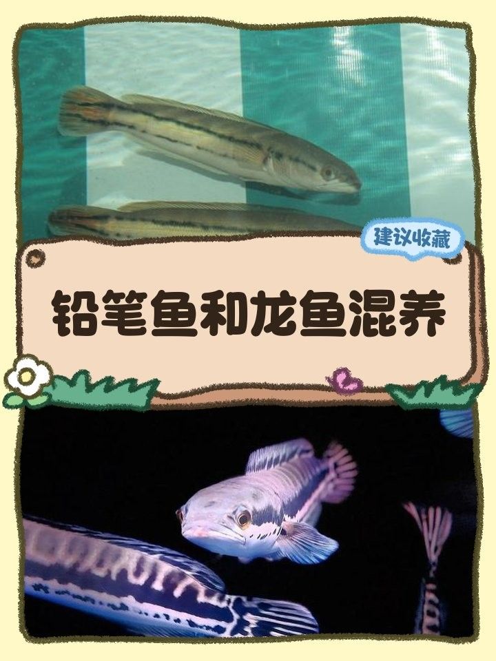 龍魚和鉛筆能混養嗎
