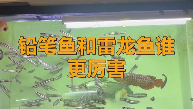 龍魚和鉛筆能混養嗎