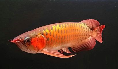 龍魚品質排行：龍魚品質排行列表對于龍魚品質的排行 龍魚品質排行：龍魚品質排行列表對于龍魚品質的排行 龍魚百科 第1張
