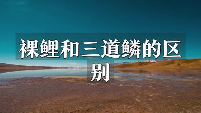 鯉魚和三道鱗的區別