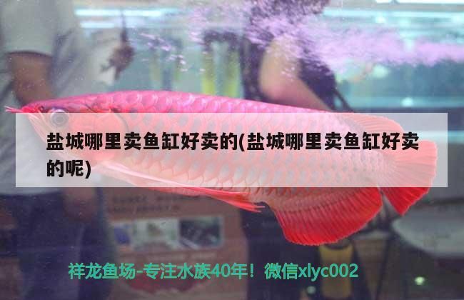 魚缸用增氧泵價格是多少:魚缸增氧機-xtrac增氧機-xtrac增氧機 鹽城哪里賣魚缸好賣的(鹽城哪里賣魚缸好賣的呢) 龍魚百科 鹽城哪里賣魚缸好賣的(鹽城哪里賣魚缸好賣的呢) 鹽城哪里賣魚缸好賣的(鹽城哪里賣魚缸好賣的呢) 龍魚百科