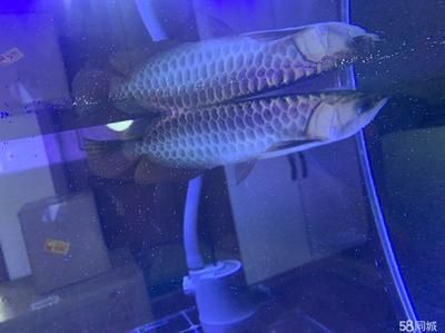 龍魚3號對魚的傷害有多大：關于龍魚3號對魚的傷害