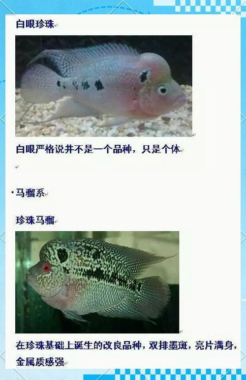 羅漢魚常見品種圖鑒