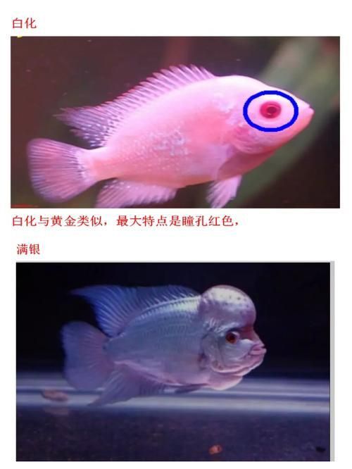 羅漢魚常見品種圖鑒